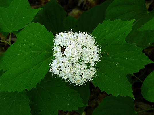 {Viburnum acerifolium}